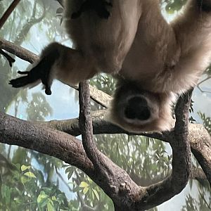 Hosen the White Handed Gibbon