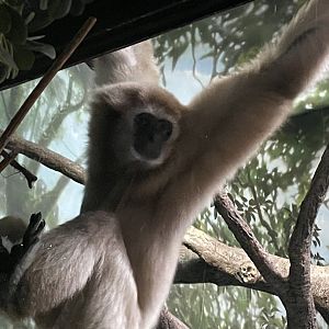 Hosen the White Handed Gibbon