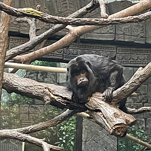 Male Black Howler Monkey