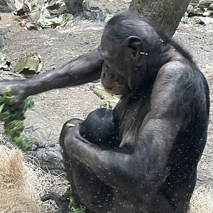 Bonobo and her baby