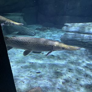 Alligator Gar