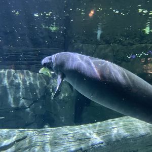 Florida Manatee