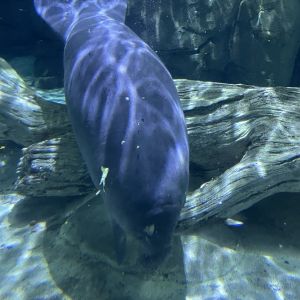 Florida Manatee