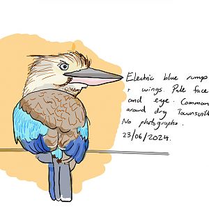 Blue-winged Kookaburra