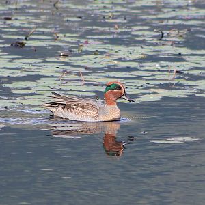 Eurasian Teal (Anas crecca)