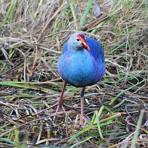 Grey-headed Swamphen (Porphyrio poliocephalus)