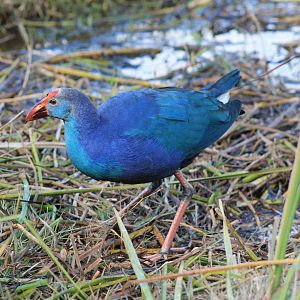 Grey-headed Swamphen (Porphyrio poliocephalus)