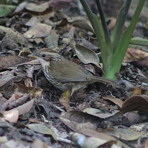 Puff-throated Babbler (Pellorneum ruficeps)