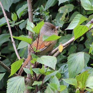 Rusty-fronted Barwing (Actinodura egertoni)