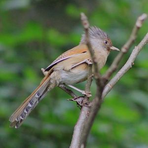 Rusty-fronted Barwing (Actinodura egertoni)