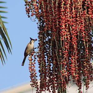 Red-whiskered Bulbul (Pycnonotus jocosus) on palm fruit