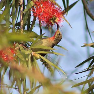 Crimson Sunbird (Aethopyga siparaja)