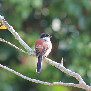 Burmese Shrike (Lanius collurioides)