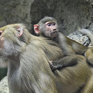Animal Lifestyles - Hamadryas Baboons (Papio hamadryas)
