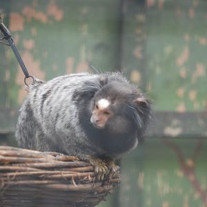 Black-tufted or hybrid marmoset