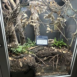 Reptile & Amphibian House updates