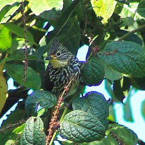 Striated Bulbul (Alcurus striatus)