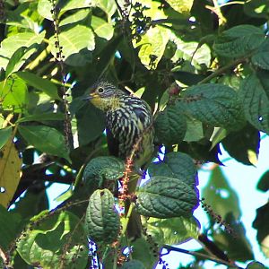 Striated Bulbul (Alcurus striatus)