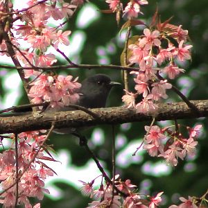 Long-tailed Sibia (Heterophasia picaoides) amongst blossoms