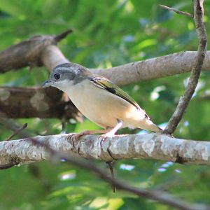 Female White-browed Shrike-Babbler (Pteruthius aeralatus)