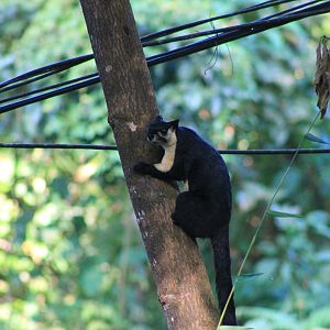 Black Giant Squirrel (Ratufa bicolor)