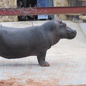 Common hippopotamus