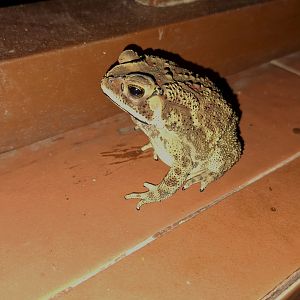 Asian Black-spined Toad comes to Dinner, Kabini River Lodge, 19th November 2024