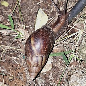 Eastern Giant Land Snail (Invasive), Kabini River Lodge, 19th November 2024