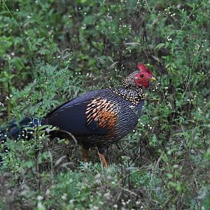 Grey Junglefowl, Nagarahole Tiger Reserve, 19th November 2024