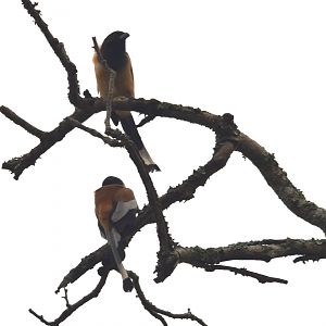 Rufous Treepies, Nagarahole Tiger Reserve, 19th November 2024
