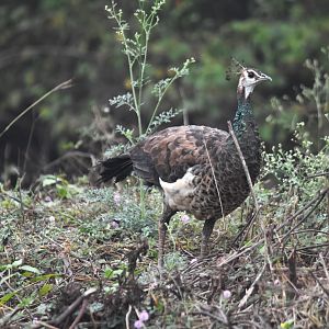 Indian Peafowl, Nagarahole Tiger Reserve, 19th November 2024