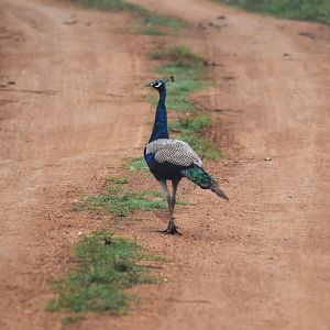 Indian Peafowl, Nagarahole Tiger Reserve, 19th November 2024