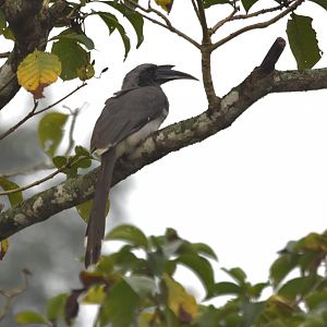 Indian Grey Hornbill, Nagarahole Tiger Reserve, 19th November 2024