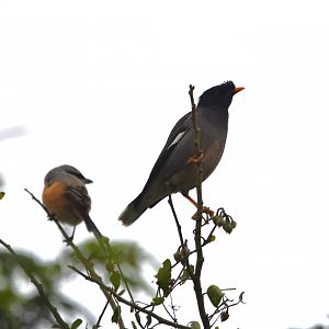 Jungle Myna and Long-tailed Shrike, Nagarahole Tiger Reserve, 19th November 2024