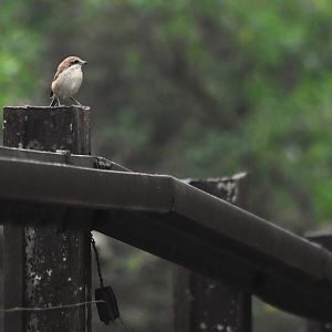 Brown Shrike, Nagarahole Tiger Reserve, 19th November 2024
