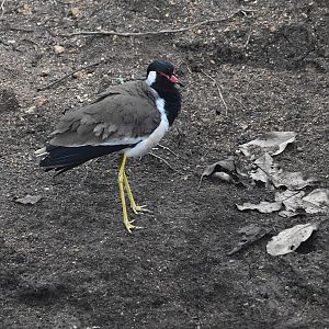 Red-wattled Lapwing, Nagarahole Tiger Reserve, 19th November 2024