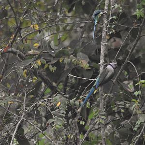 Blue-winged Parakeets, Nagarahole Tiger Reserve, 19th November 2024