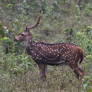 Axis Deer (Chital), Nagarahole Tiger Reserve, 19th November 2024