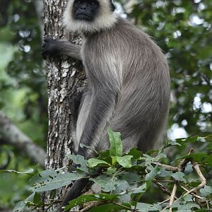 Travancore Black-footed Grey Langur, Nagarahole Tiger Reserve, 19th November 2024