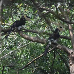 Malabar Pied Hornbills, Kabini River Lodge, 19th November 2024