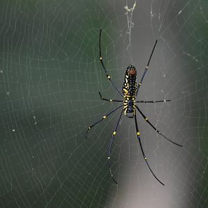 Giant Wood Spider, Kabini River Lodge, 19th November 2024