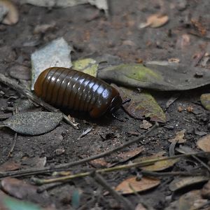 Giant Pill Millipede, Kabini River Lodge, 19th November 2024