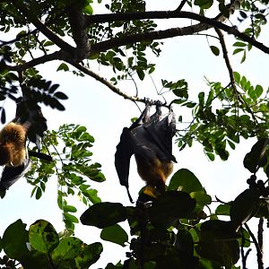 Indian Flying Foxes, Kabini River Lodge, 19th November 2024