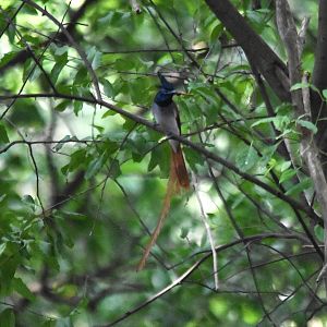 Indian Paradise Flycatcher, Kabini River Lodge, 19th November 2024