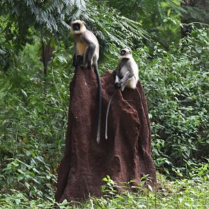 Travancore Black-footed Grey Langurs, Nagarahole Tiger Reserve, 19th November 2024