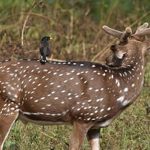 Jungle Myna on an Axis Deer (Chital), Nagarahole Tiger Reserve, 19th November 2024