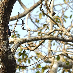 Velvet-fronted Nuthatch, Nagarahole Tiger Reserve, 19th November 2024