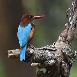White-throated Kingfisher, Nagarahole Tiger Reserve, 19th November 2024