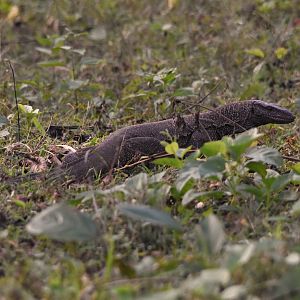 Bengal Monitor, Nagarahole Tiger Reserve, 19th November 2024