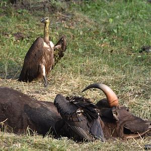 White-rumped Vultures at Gaur Carcass, Nagarahole Tiger Reserve, 19th November 2024